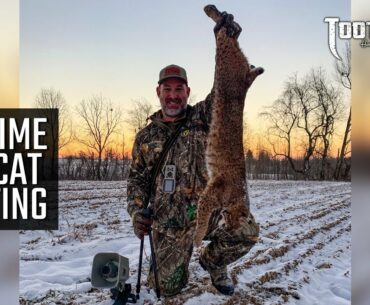 Daytime Bobcat Hunting