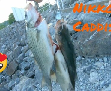 SPILLWAY FISHING. Nikko Caddisfly DESTRUCTION! Douglas Dam Bass hybrids and Drum.