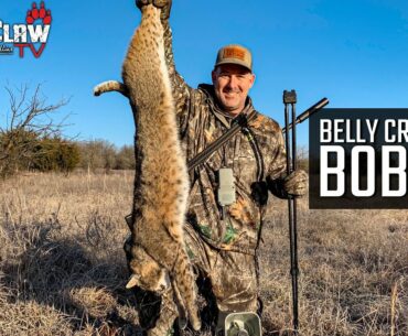 Belly Crawling Bobcat - Bobcat Hunting