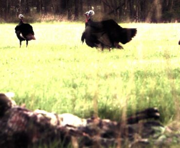 Archery Hunting Turkeys from Lay Out Blinds