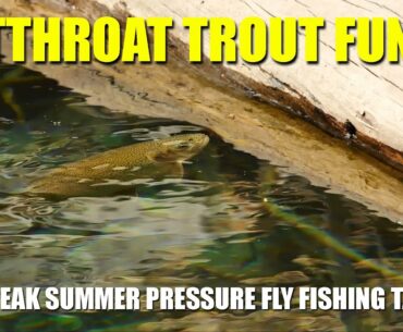 Cutthroat Trout Fun - at Peak Summer Pressure Fly Fishing Tactics