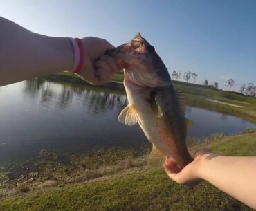 Catching BASS ON BEDS in Florida Golf Course Ponds! (Wellington, Florida)