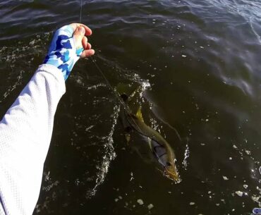 First Snook