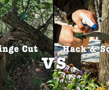 How to Avoid Common Mistakes On Whitetail Habitat: Hinge Cutting Vs. Hack & Squirt
