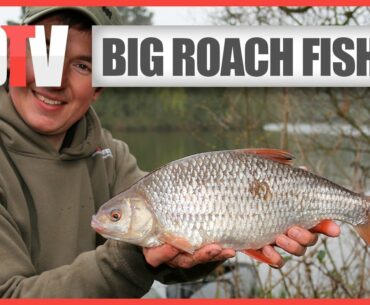 How To Catch Big Roach - Roach Fishing Rigs, Tips & Tactics