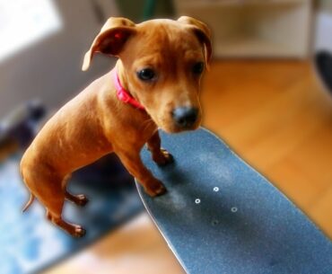 PUPPY LEARNS TO SKATEBOARD!