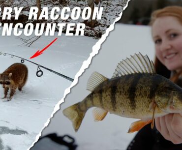 Run and Gun Ice Fishing for Jumbo Perch!