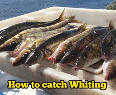 How to catch WHITING - Whiting fishing tips MasterClass