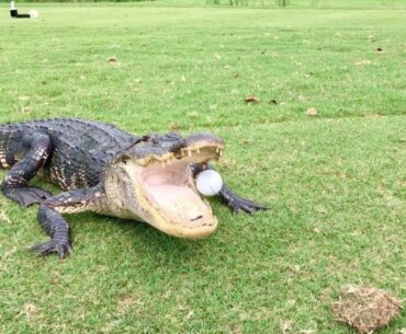 Watch! Golfer Incurs Penalty Stroke When Gator Steals Ball