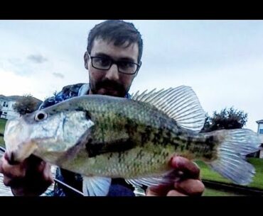 These CRAPPIE are STACKED around shallow cover!