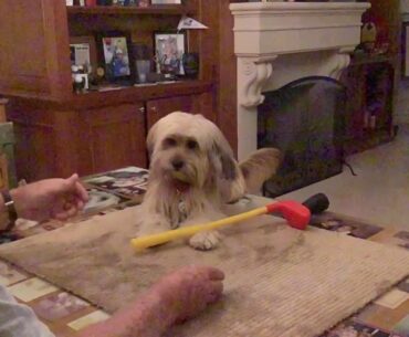 Dennis Walters' dog Gussie hitting the golf ball in slow motion