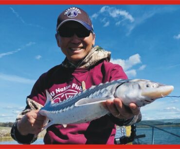 Sturgeon Fishing in Suisun Slough, CA: 8th Trip in 2021, Sturgeon Broke 80 lbs. test line!!!