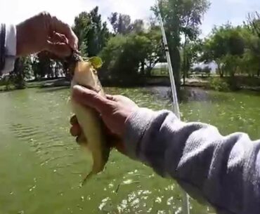 Pond Bass Fishing for Dinks