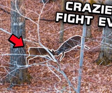 BEST WHITETAIL FIGHT EVER RECORDED ON CAMERA!