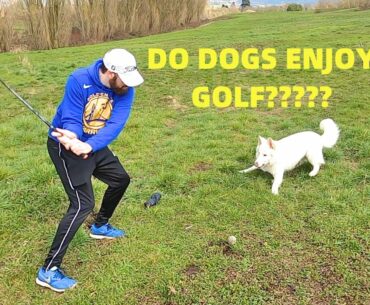 Do Dogs Enjoy Golf?? Plus eBay Unboxing