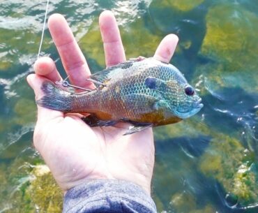 Fishing with a Live Bluegill