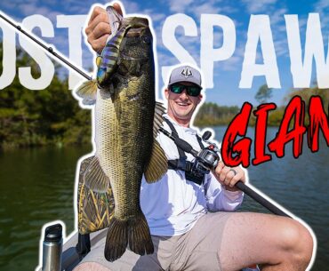How to Catch BIG POST SPAWN BASS (Insane Day!)