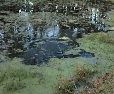 Winter Bass Pre-spawn in my pond