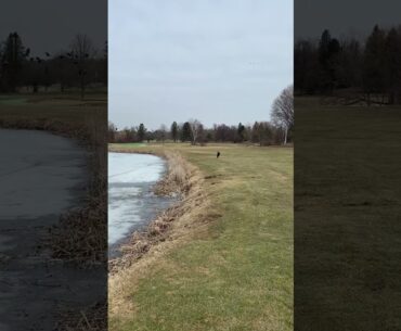 Arya chasing geese at Van Patten Golf Club