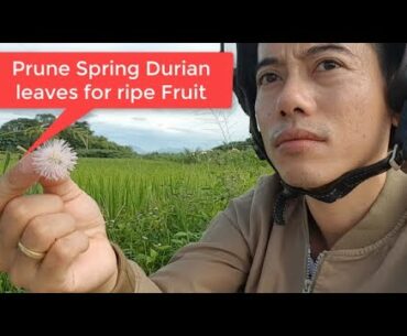 Prune Spring Durian leaves for ripe Fruit - Max jacobs