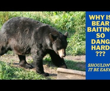 Why is baiting bear so hard when everyone thinks it's easy?