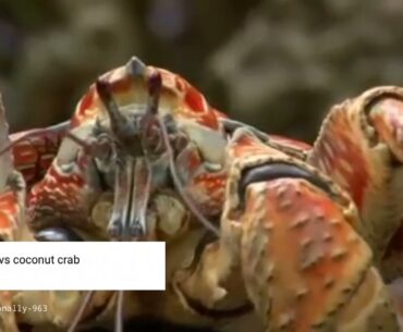 Red crab vs coconut crab