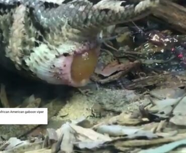 Gaboon viper giving birth
