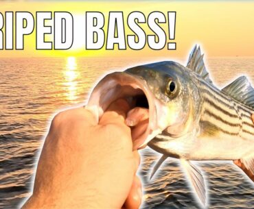 STRIPED BASS FISHING!!! Chesapeake Bay Maryland.