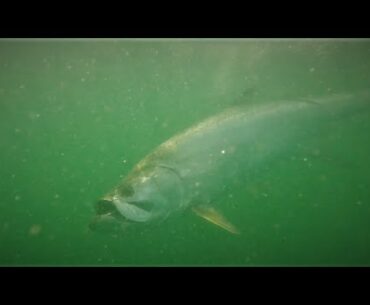 BIG Tampa Bay Skyway Tarpon - Fishing with cut Threadfins