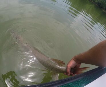 NE Ohio BIG MUSKIE Breaks Water THREE Times - West Branch Ohio Fishing