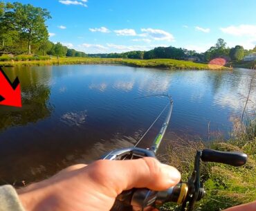 Post Spawn Golf Course Pond Bass Fishing