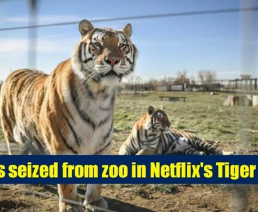 Big cats seized from zoo in Netflix's #Tiger King