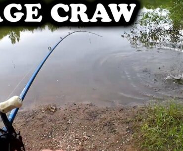 Bass Fishing with a Texas Rig Rage Craw - Shallow Water Bass are Back!