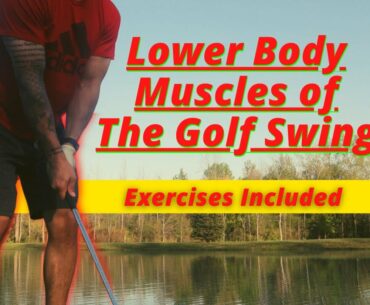 The Lower Body Muscles Of The Golf Swing