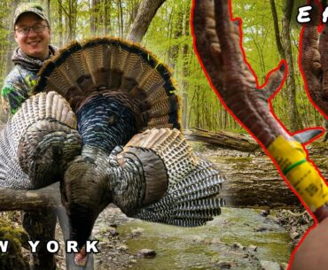 HARD EARNED GOBBLER | Turkey Hunt in New York