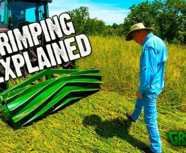 How to Terminate A Standing Food Plot Crop: Crimping Explained  (631)