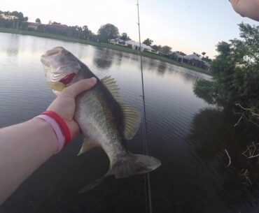 25 FLORIDA BASS DAY in only 7 Minutes! (Wellington, Florida)