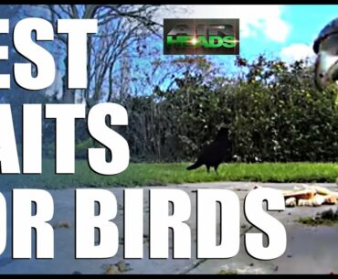 AirHeads - Best Baits for Birds (episode 7)