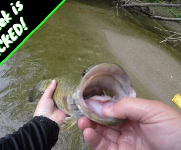 Catching BIG Creek Smallmouth Bass in Ohio- This Great Miami River Tributary is STACKED!