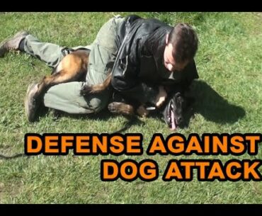 How to defend against a dog. Self defense against dog attack