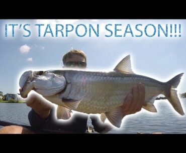 ITS TARPON SEASON!!(Tarpon Fishing)