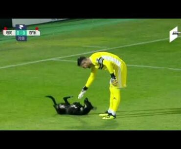 Dog interrupts soccer game, wants belly rubs