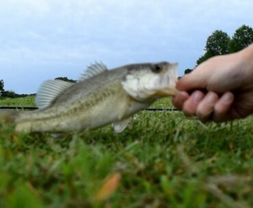 Bella vista pond fishing vlog