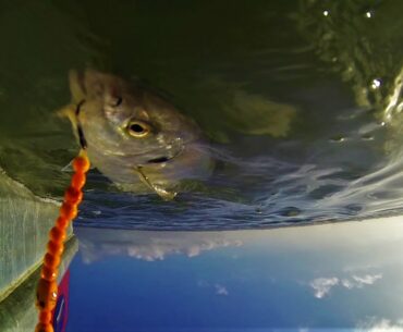 Manukau Harbour Trevally Tuesday.