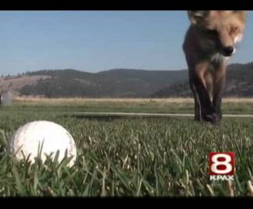 Fox steals golf balls