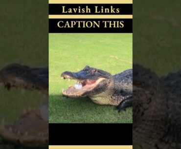 The Happy Gilmore Gator