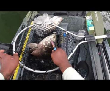 TRIPLETAIL was on fire today in Tampa Bay. None stop action! Cobia was on beast mode.