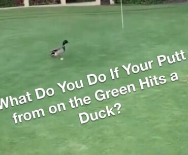 Watch a Golfer's Putt Hit a Duck - Golf Rules