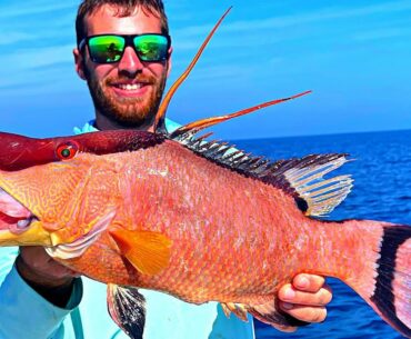 Flared Up! Hogfish Offshore Tampa Bay (Catch and Cook)