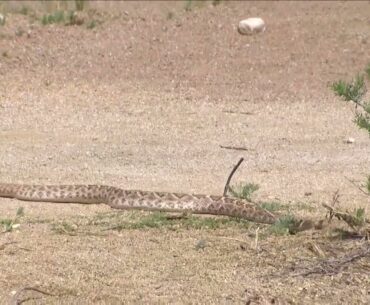 Rattlesnake at LIV Golf Tucson